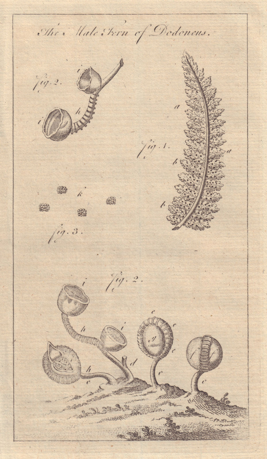 The Male Fern of Dodoneus. Plants. GENTS MAG 1760 old antique print picture